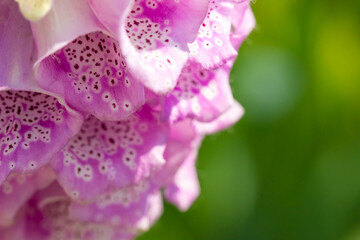pink bellflowers on a blurred background with highlights and bokeh. colorful flower macro photo. space for text. beautiful screensaver.