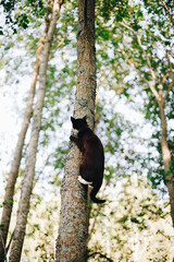 black cat with white paws climbs a lichen-covered tree trunk on a summer day.