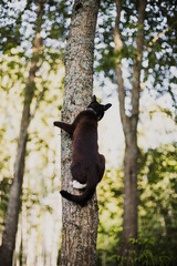 black cat with white paws climbs a lichen-covered tree trunk on a summer day.