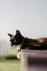 black cat with white paws lies on a wooden firewood shed with a slate roof in the light of a summer sunset.