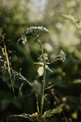 white dogwood plant grows in a green meadow in the light of a summer sunset.
