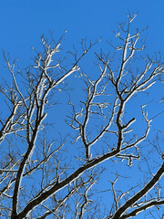 beautiful winter natural landscape with snow on the tree branches against a blue, clear winter sky.