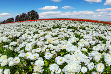 White buttercups