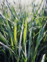view showcases fresh green blades of grass glistening with tiny water droplets, bathed in soft sunlight.
