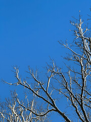 beautiful winter natural landscape with snow on the tree branches against a blue, clear winter sky.