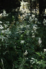 beautiful natural landscape with green grass on the edge of a ditch with white flowers growing.