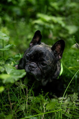 black French bulldog dog in a green collar sits in a green long grass meadow in the summer evening sun.
