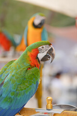 Naklejka premium harlequin macaw (hybrid macaw) bird Pets are people's friends macaw parrot free flying bird .