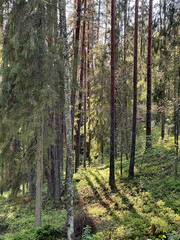 Obraz premium beautiful natural landscape with a forest where the sunset light shines through the tree trunks onto the green moss in the forest.