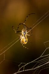 spider on a web in a forest on a green background. wildlife. colorful detailed macro photo of an insect. close-up. space for text. screensaver.