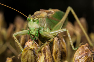 green grasshopper on hogweed . wildlife. colorful detailed macro photo of an insect. close-up. space for text. screensaver.