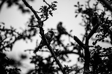 DSC_1308.NEF