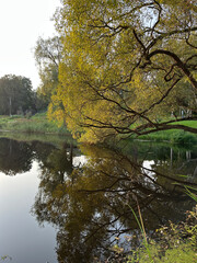 Fototapeta premium natural landscape with a lakeshore where trees grow with their trunks leaning over the water, creating pollution on the lakeshore.