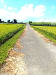 枯れ草の放置された夏の田んぼの中の農道風景