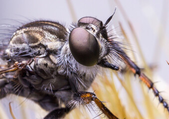 giant robber flies on a light background. colorful detailed macro photo of an insect. screensaver. wildlife. close-up. text space.