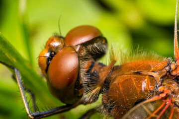 red dragonfly. head in close-up. colorful detailed macro photo of an insect. screensaver. wildlife. close-up.