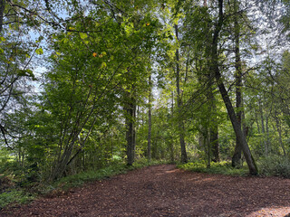 Fototapeta premium Autumn landscape in the forest with a footpath covered with fallen orange autumn leaves. Sun rays shine through the tree branches.