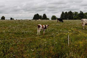 Fototapeta premium spotted white with brown spots baby cow - calf graze in a meadow under a cloudy sky. The pasture is bounded by an electric fence.