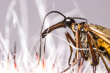 Mecoptera insect portrait. colorful detailed macro photograph of an insect. screensaver. wildlife. close-up. text space.