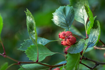 bright hawthorn berries on a blurred background. close-up. free space.