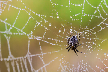 a cross-legged spider on a web with dewdrops. a colorful macro photograph of an insect in the wild....