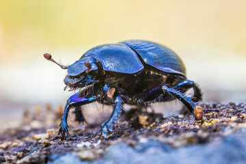 A dung beetle on a light background