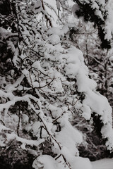 Beautiful winter landscape with fluffy snowdrops on tree branches