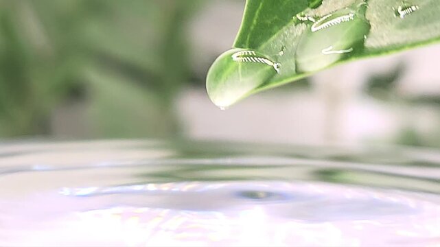 Waterdrop forming and falling from leaf edge, cinematic shot