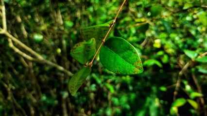 The perfect green leaf in focus