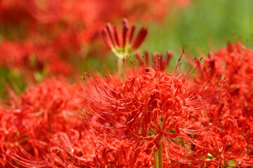 明日香路　田の畔に群生する彼岸花