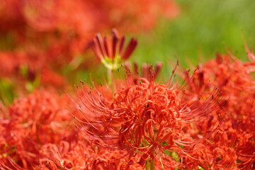 明日香路　田の畔に群生する彼岸花