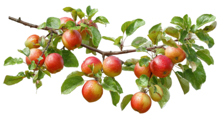 apple tree branch with apples and green foliage top view isolated on a Transparent background, PNG file.