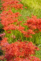 明日香路　田の畔に群生する彼岸花