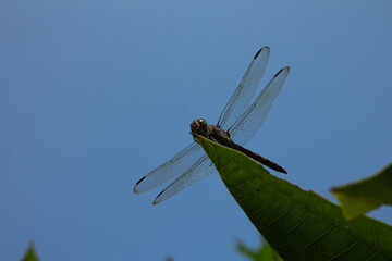 Close Up View of a Dragonfly Resting on a Green Leaf Against a Clear Blue Sky