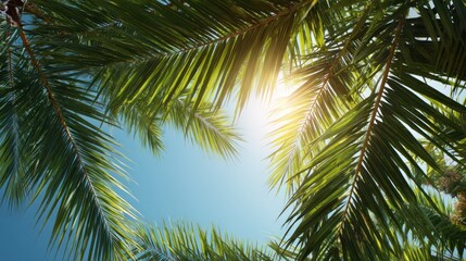 Fototapeta premium Palm leaves sunlight