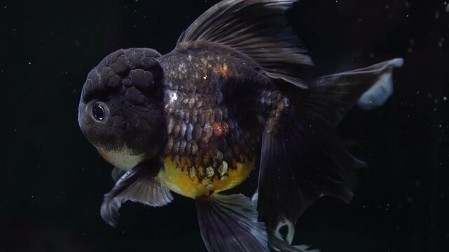 Black oranda goldfish close up aquarium portrait. Fish shows steady gill rhythm smooth fin motion