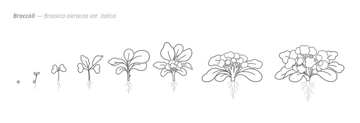 Broccoli growth stages botanical vector set. Botanical monochrome black and white hand drawn vector Illustration