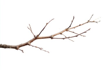 Fototapeta premium Branch background isolated white.