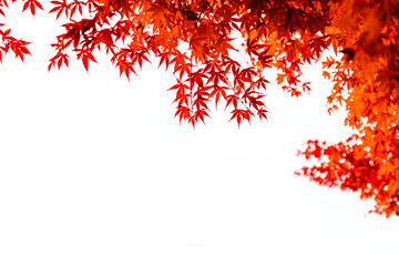 Beautiful autumn leaves border frame isolated on white background with copy space