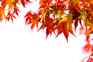 Close up of beautiful gradient colors of leaves in autumn isolated on white background