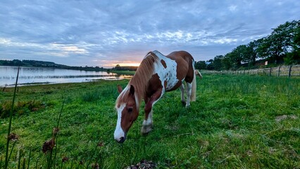 Cheval au bord du lac au coucher du soleil