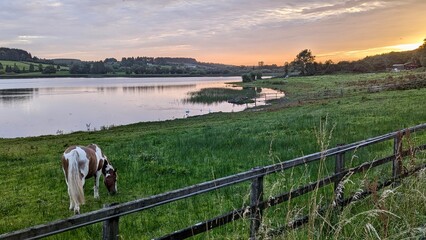 Cheval au bord du lac au coucher du soleil
