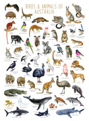 Obraz premium Australia bird and animal hand drawn illustration set. Australian native mammals, avians, reptiles with names big watercolor painted collection on white background