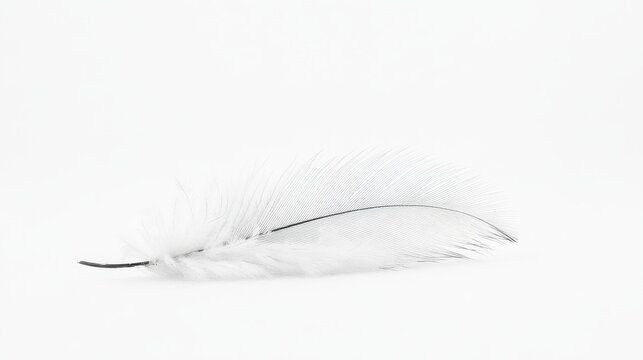 Delicate white feather resting on a smooth surface with soft light illuminating its intricate details