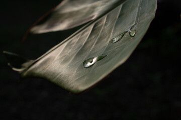 Close up view of water droplets on a dark green leaf with blurred background capturing natural beauty
