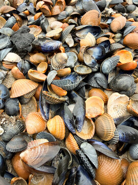 sea shells on the beach background