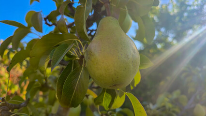 Ripe fruits on a pear tree. Pears on tree branches. Autumn harvest.