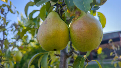 Ripe fruits on a pear tree. Pears on tree branches. Autumn harvest.