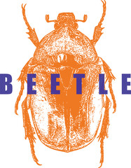 Chafer Beetle Illustration, Scarabaeid Type. Orange and Blue High Contrast Engraving Style. Vintage Insect Graphic for T-Shirt Design. Entomology. Isolated.