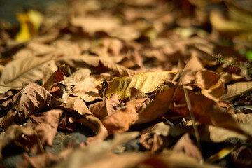 Autumn Leaves on Ground with Soft Bokeh Background